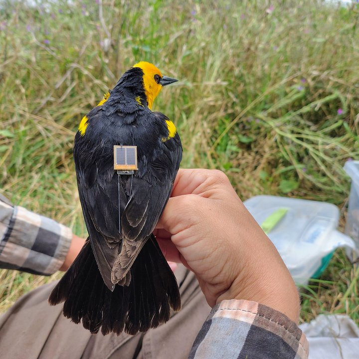 Colocan transmisores GPS para estudiar un ave en peligro de extinción