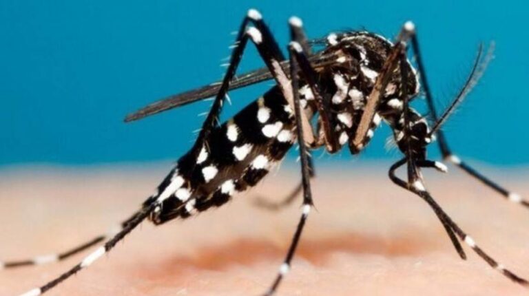 Alerta por chikungunya en Tafí Viejo: el dato clave detrás del caso que activó un operativo sanitario