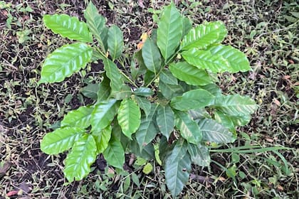 Café tucumano: el sueño que crece en Tafí Viejo