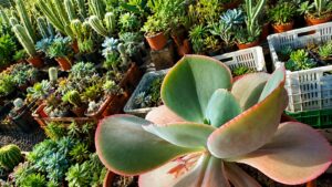 ¡Atención, fanáticos de los cactus y las suculentas! En Tafí Viejo dictarán un taller para ustedes